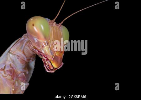 Nahaufnahme des Kopfes der Gottesanbeterin, isoliert auf Schwarz Stockfoto