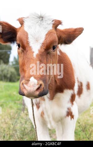 Weiße Kuh mit braunen Flecken vertikal Blick auf die Kamera Latin Farm Konzept Stockfoto