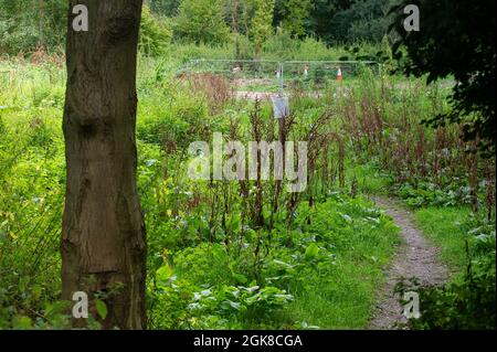 Denham, Buckinghamshire, Großbritannien. September 2021. Ein weiterer öffentlicher Fußweg im Denham Country Park, der von HS2 wegen der Frustration der Wanderer geschlossen wurde. Die Hochgeschwindigkeitsstrecke von London nach Birmingham gefährdet 693 Wildtiere, 108 uralte Wälder und 33 SSSIs. Quelle: Maureen McLean/Alamy Stockfoto