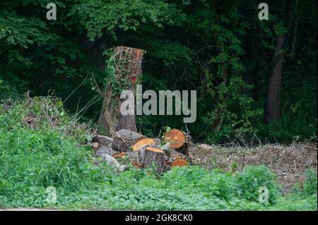 Denham, Buckinghamshire, Großbritannien. September 2021. Weitere Bäume wurden kürzlich von HS2 gefällt. Die Hochgeschwindigkeitsstrecke von London nach Birmingham gefährdet 693 Wildtiere, 108 uralte Wälder und 33 SSSIs. Quelle: Maureen McLean/Alamy Stockfoto