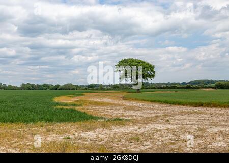 Ein Baum in einem landwirtschaftlichen Feld in Sussex an einem Frühlingstag Stockfoto