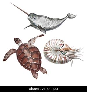 Wasserschildkröte, Nautilus und Narwal. Isolierte Abbildung auf weißem Hintergrund