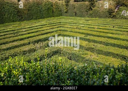 Valsanzibio, Padua - Italien, 11. September 2021: Garten der Villa Barbarigo in Valsanzibio, Padua. Uraltes Buchsbaumlabyrinth Stockfoto