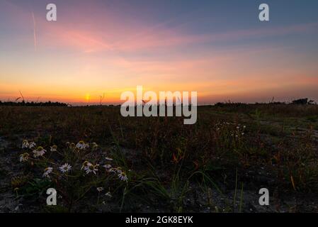 Farbenprächtiger Himmel über der Wildnis mit Gänseblümchen im Vordergrund Stockfoto