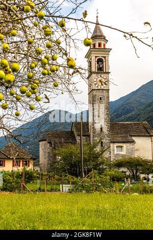 Apfelbaum vor der Dorfkirche Chiesa della Beata Vergine Assunta von Moghegno, Circolo della Maggia, Schweiz Stockfoto