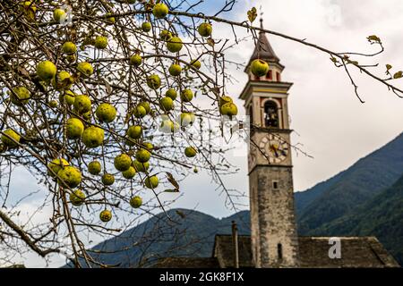 Apfelbaum vor der Dorfkirche Chiesa della Beata Vergine Assunta von Moghegno, Circolo della Maggia, Schweiz Stockfoto