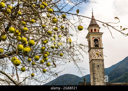 Apfelbaum vor der Dorfkirche Chiesa della Beata Vergine Assunta von Moghegno, Circolo della Maggia, Schweiz Stockfoto