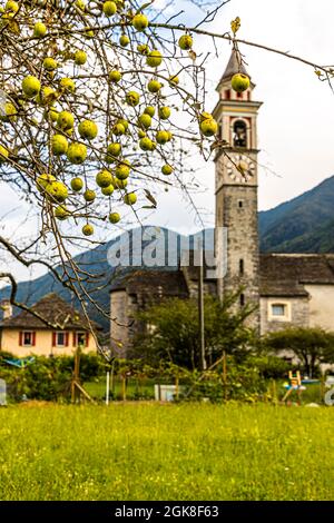 Apfelbaum vor der Dorfkirche Chiesa della Beata Vergine Assunta von Moghegno, Circolo della Maggia, Schweiz Stockfoto