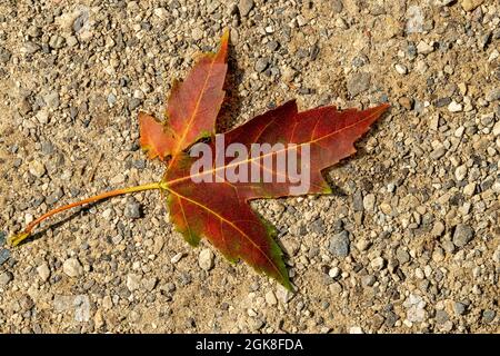 Rotes Ahorn Herbstblatt einsam liegt auf einer Waldstraße Stockfoto