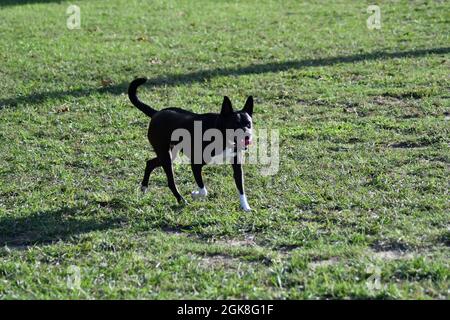 Basenji pitt Mix läuft auf Gras Stockfoto