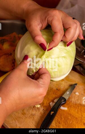 Nahaufnahme der weiblichen Hände, die Kohlblätter für gefüllte Brötchen vorbereiten Stockfoto