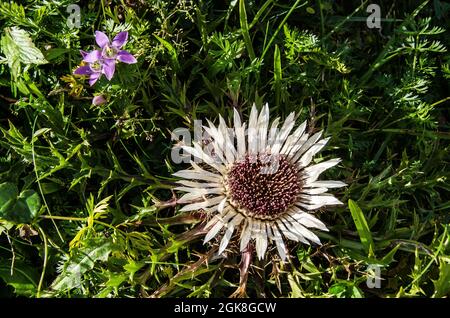 Von der eng können Sie viele Wander- und Bergtouren machen. Der 700 m Fußweg von einem großen Parkplatz zum Almdorf, umgeben von schöner Natur. Stockfoto