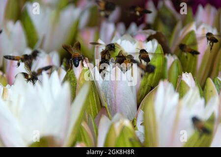 Seerosen und indische Bienen (Riesenbiene, APIs dorsata) werden zum Verkauf gesammelt und Hunderte von Bienen sammeln Pollen. Thailand Stockfoto