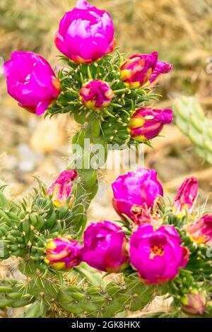 Puple Flower Cactus Cylindropuntia imbricata Baum Cholla Stockfoto