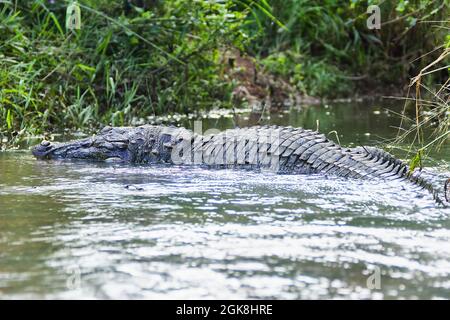 Tot aus einem unbekannten Grund (die Art zeichnet sich durch eine hohe Überlebensfähigkeit aus) Räuber (Crocodylus palustris kimbula), in einem schmalen Flusslauf. Sumpf Stockfoto