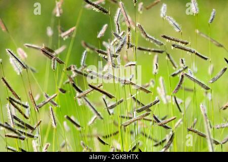 Bouteloua gracilis Blaues gramagras, Augenbrauengras, Moskitonrasen Stockfoto