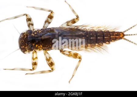 Nymphe der Gemeinen Fliege (Ephemera vulgata). Es ist Nymphe (unreife Form von Tieren), die für 3 Jahre lebt, und Erwachsene Insekt lebt nur für einen Tag oder Stockfoto