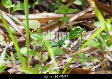 Basilisk Basiliscus plemifrons , auch häufig als der grüne Basilisk im Nationalpark Arenal, Costa Rica Stockfoto