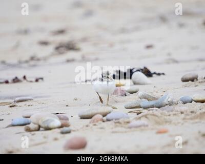 Junges Ringelpfeifenküken (Charadrius hiaticula) am Strand von Findhorn, Moray, Schottland, Großbritannien Stockfoto