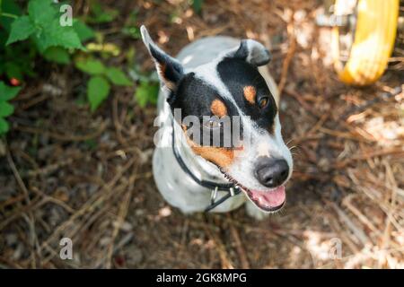 Von oben von Jack Russell Terrier mit Kragen und Mund geöffnet sitzen auf dem Boden Stockfoto