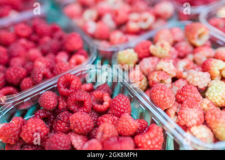 Von oben aus Kunststoff-Behälter mit leckeren gesunden roten Himbeeren in der Farm gefüllt Stockfoto
