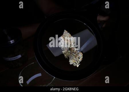 Von oben getrocknete Cannabis florale Knospen mit Laub auf runder Oberfläche im Raum Stockfoto