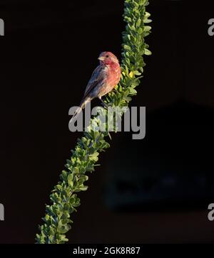 Schwarzer Hintergrund akzentuiert rotes Gefieder des männlichen Hausfinkens, der auf einem gebogenen Ocotillo-Zweig der Wüste in einem natürlichen Porträt thront Stockfoto