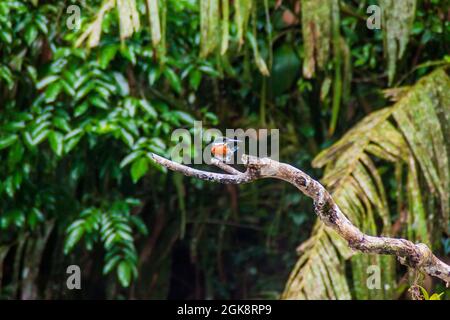 Grüner Eisvögel Chloroceryle americana im Tortuguero Nationalpark, Costa Rica Stockfoto