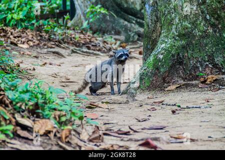 Krabbenfressende Waschbär Procyon cancrivorus im Cahuita Nationalpark, Costa Rica Stockfoto