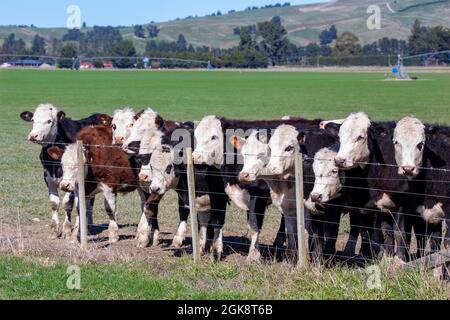 Jungrinder oder Rinder, die für die Fleischindustrie in Canterbury, Neuseeland, aufgezogen werden Stockfoto