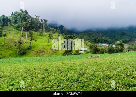 Gemüsefelder in der Nähe des Dorfes Bajo Grande in der Nähe des Vulkans Baru, Panama Stockfoto