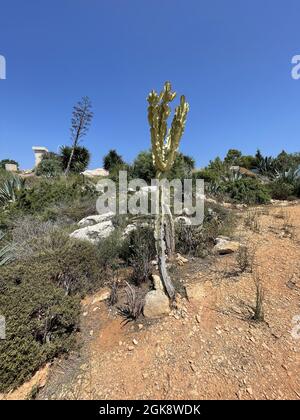 Vertikale Aufnahme eines großen Kaktus in der Wüste Stockfoto