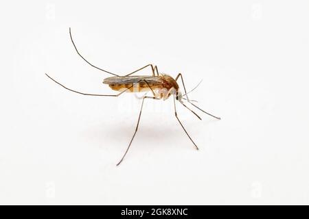 Gefährliche Malaria infizierte Moskito an der Weißen Wand. Leishmaniose, Encephalitis, Gelbfieber, Dengue, Malaria, Mayaro oder Zika Virus Infectious Stockfoto