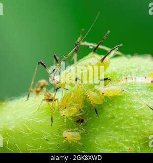 Blattkolonie aus der Nähe. Greenfly oder Green Aphid Garten Parasiten Insektenpest Makro auf grünem Hintergrund Stockfoto