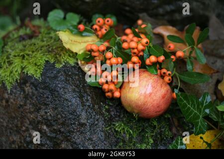 Herbstfrüchte, roter Apfel und Beeren aus dem firethorn liegen auf dunklem nassem Boden zwischen Moos und Blättern, saisonales Stillleben mit Kopierfläche, ausgewählte fo Stockfoto