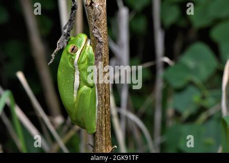 Kleiner grüner Baumfrosch. Stockfoto