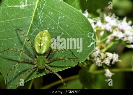 Eine grüne Luchsspinne, die ihre Beute verfolgt. Stockfoto