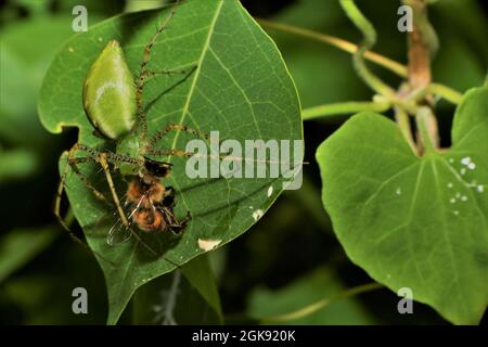 Eine grüne Luchsspinne, die eine Honigbiene angreift. Stockfoto