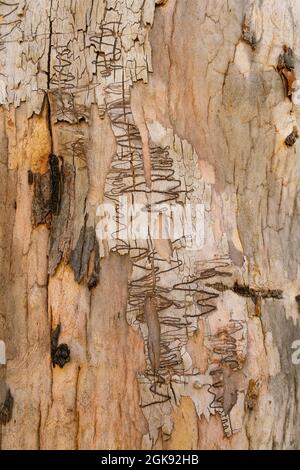 Der Stamm eines kritzelnden Gummibaums im dunns-Sumpf im wollemi-Nationalpark Stockfoto