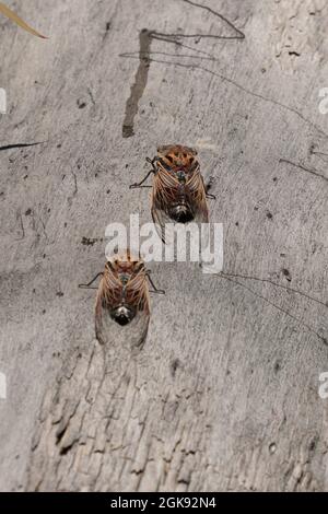 Zwei Doppel-Schlagzeuger-Zikaden auf einem Baumstamm im dunns-Sumpf im wollemi-Nationalpark Stockfoto