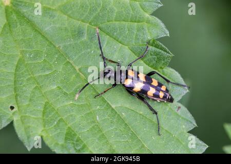 Vierbändiger Langhornkäfer (Strangalia quadrifasciata, Leptura quadrifasciata), sitzt auf einem Blatt, Deutschland Stockfoto