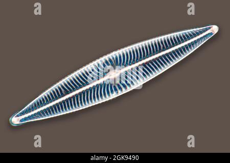 Kieselalgen (Diatomeae), Kieselalgen von Marienwerden, Differentielle Interferenzkontrast-Mikroskopie, Vergrößerung x 140 bezogen auf einen Druck von 35 mm, Deutschland, Stockfoto