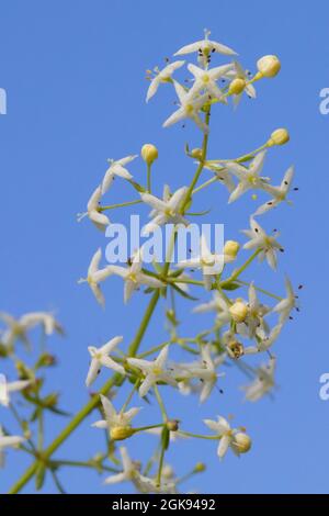 Großer Heckenstroh, glatter Bettstroh (Galium mollugo), Blütenstand, Deutschland Stockfoto