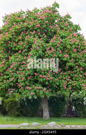 Rote Rosskastanie, rosa Rosskastanie (Aesculus x carnea, Aesculus carnea), blühende rote Rosskastanie, Deutschland Stockfoto