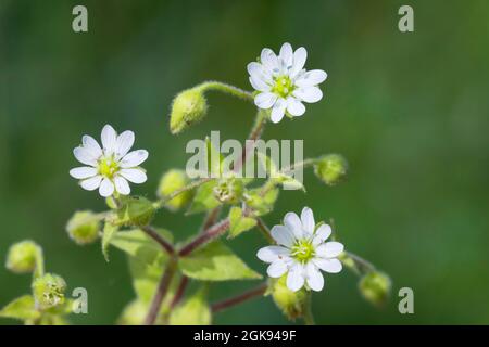 Wasserkicherkraut, Wassersternkraut, Riesenkicherkraut (Myosoton aquaticum, Stellaria aquatica), Blühen, Deutschland Stockfoto