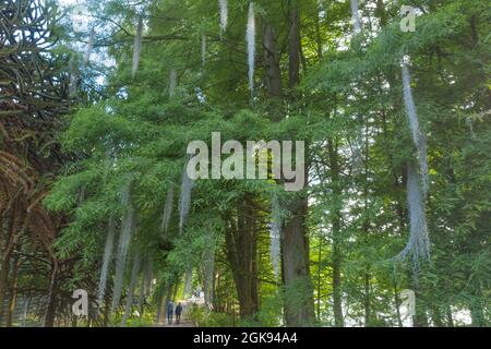 Alter Männerbart (Usnea spec.), erhängte alte Männerbärte im Botanischen Garten Flottbek, Drohnenfoto, Deutschland, Hamburg-Flottbek Stockfoto