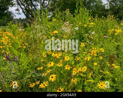 Kegelblüte (Rudbeckia spec.), im Sommer blühend mit Kegelblüten Stockfoto