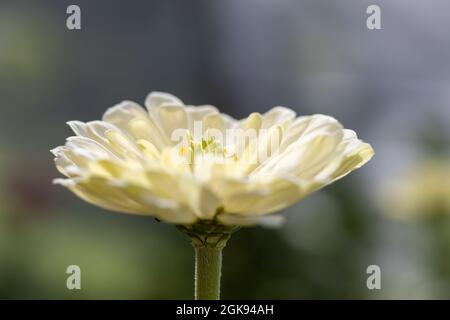 Weiße Zinnia Blume mit Bokeh Hintergrund Stockfoto