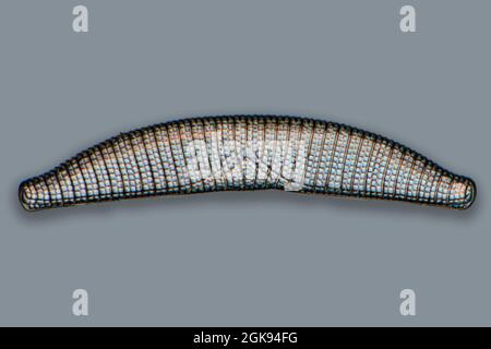 Kieselalgen (Diatomeae), Kieselalgen von Marienwerden, Differentielle Interferenzkontrast-Mikroskopie, Vergrößerung x 140 bezogen auf einen Druck von 35 mm, Deutschland, Stockfoto