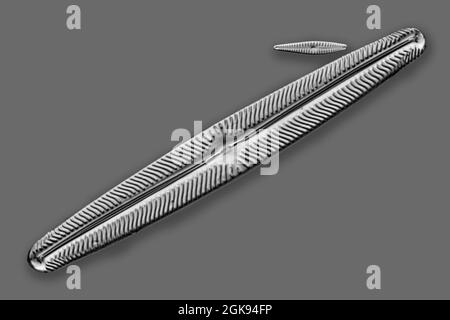 Kieselalgen (Diatomeae), Kieselalgen von Marienwerden, Differentielle Interferenzkontrast-Mikroskopie, Vergrößerung x 140 bezogen auf einen Druck von 35 mm, Deutschland, Stockfoto